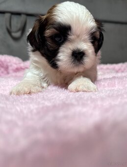 Shih Tzu samiec suka - 2