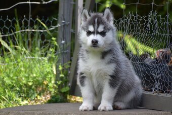 Siberian husky - CZ - 2