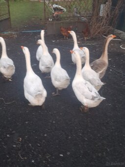 Gęsi - 2