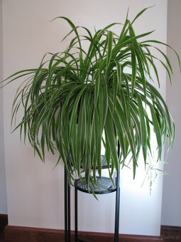 Zielistka Sternberga – piękny, zdrowy, duży kwiat doniczkowy - 2