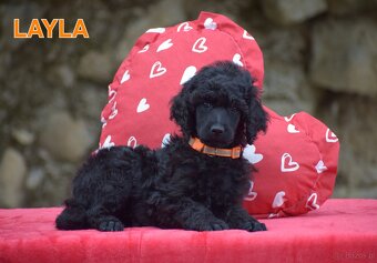 Poodle standard black - 2