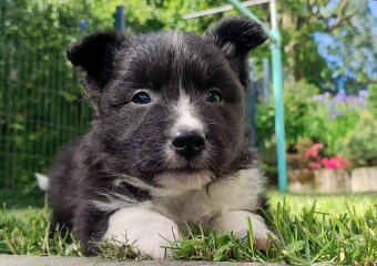 Pies Border Collie - Rasowy szczeniak z Hodowli, pełna dok. - 2