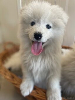 Samoyed - 2
