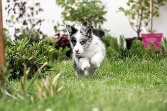 Border Collie szczenię piesek merle ZKwP FCI z metryki gotow - 2