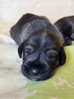 Schnauzer pepper & salt - 2