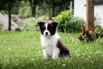 Border Collie szczenię piesek ZKwP FCI z metryki gotowy do o - 2