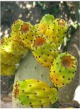 Opuncja figowa Opuntia ficus-indica figa indyjska - 2