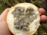 Passiflora ligularis słodka marakuja 35cm+gratis - 2
