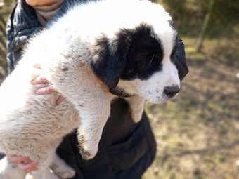 Owczarek środkowoazjatycki - 2