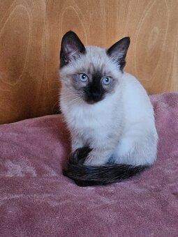 koty syjamskie - 2