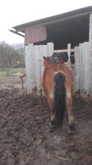 Sprzedam klacz zimnokwista - 2