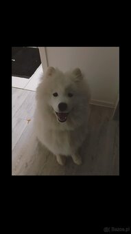 Oddam Samoyeda w dobre ręce - 2