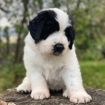 Owczarek Rumuński Mioritic Szczenięta - 2