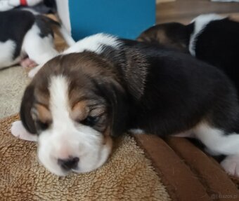 Beagle tricolor ZKwP - 2