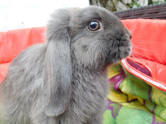 Niebieskie baranki mini lop - 2