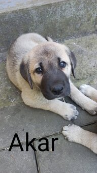 Szczenięta kangal - 2