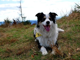 Border collie - reproduktor - 2