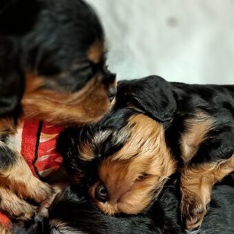 Cavalier King Charles Spaniel fci - 2