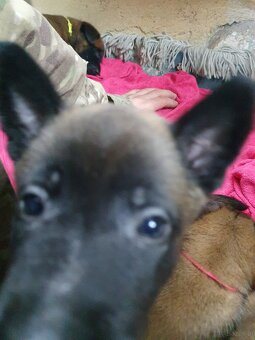 Owczarki belgijskie Malinois - 2