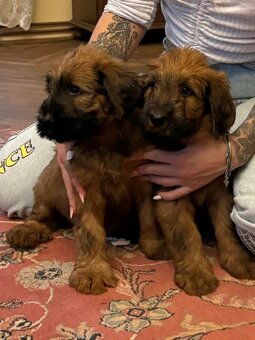 Briard szczeniak suczki - 2