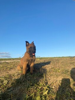 Owczarek Belgijski Malinois Szczeniak - 2