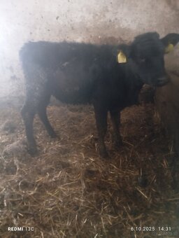 Jałówki miesne cielaki odsadki - 2