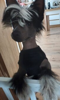 Chiński Grzywacz ZKwP/FCI samiec THL - 2