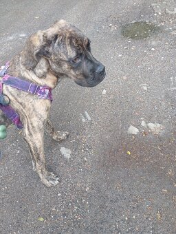 Suczka Cane Corso - 2