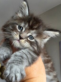 MAMY MAŁE KOCIĘTA MAINE COON - 2