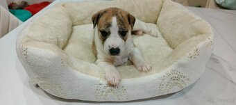 Whippet szczenieta - 2