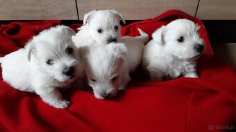 West Highland White Terrier - 2