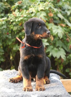 Beauceron z rodowodem FCI - 2