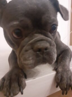 Buldog francuski - 2