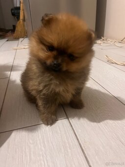 Szpic miniaturowy pomorski - 2