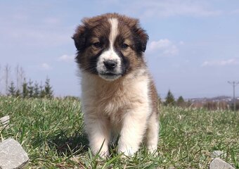 Border Collie maści Sabble / Sobol , Pies z pełną dok. - 2