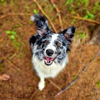 border collie - 2