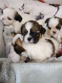 Śliczne szczeniaczki mieszanka Shih-tzu-pekinczyk - 2