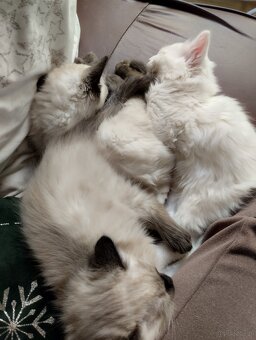 Kotki gotowe na zmianę domu - 2