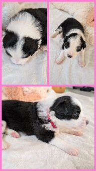 Border kolie s PP 🤗🐾🐕🍼🥰 - 2