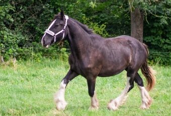 Shire horse - 2