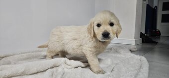 Golden retriever - 2