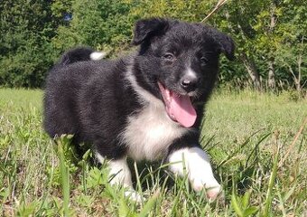 BORDER COLLIE - Rasowy z Hodowli po super rodzicach - 2