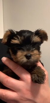 Yorkishe terrier - 2