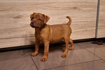 Szczeniaki Patterdale Terrier ZKWP FCI - 2
