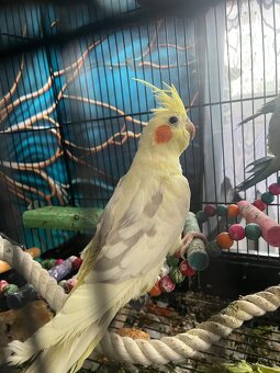 Sprzedam dwie papugi + wyposażenie (nimfa i mnicha) - 2