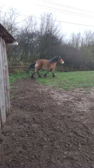 Sprzedam klacz zimnokwista 3 letnia zrebna - 2