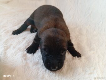 Owczarek belgijski z rodowodem FCI - 2