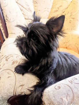 Yorkshire Terrier Black - 2