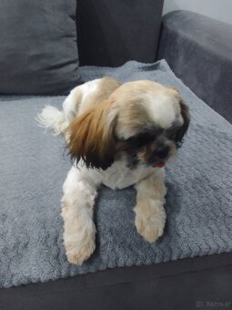 Shih tzu - 2