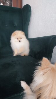 Szpic miniaturowy pomeranin - 2